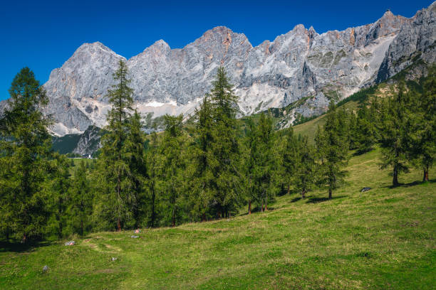 Amazing view with larch forest and high Dachstein mountain ridge, Ramsau am Dachstein, Styria, Austria, Europe