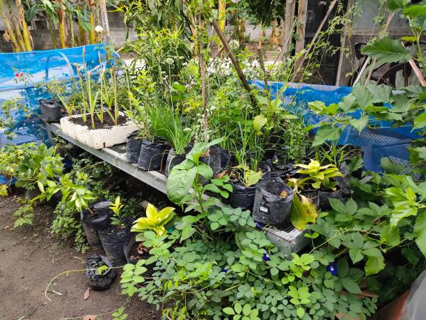 istock a vegetable garden in the yard - a dream home in old age 1899515538
