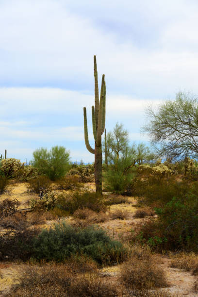 istock Old Saguaro Cactus Sonora desert Arizona 1899517142