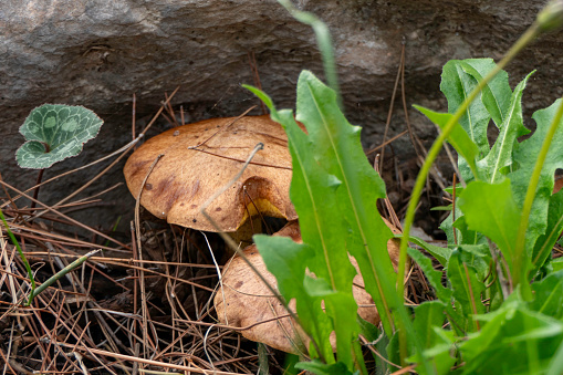 boletus mushrooms under dry pine needles close-up. selective focus