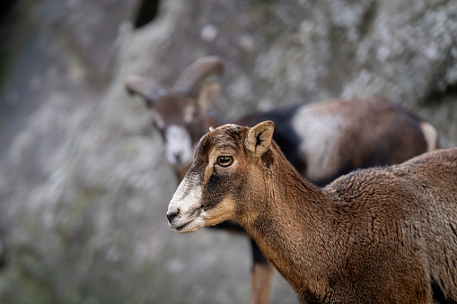 Portrait of a sheep. European mouflon of Corsica. One female and one male Ovis aries musimon.