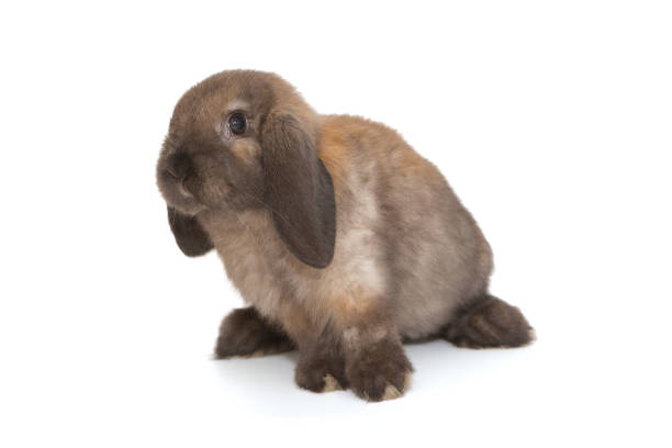 Decorative, little fold rabbit of brown color, breed ram, isolated on a white background.