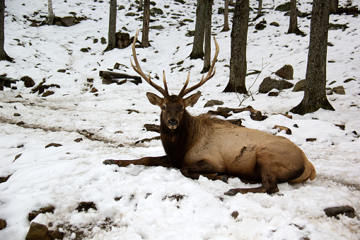 Bull elk with antler rack in Jasper National Park