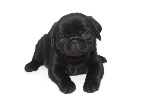 An adorable cute pug puppy