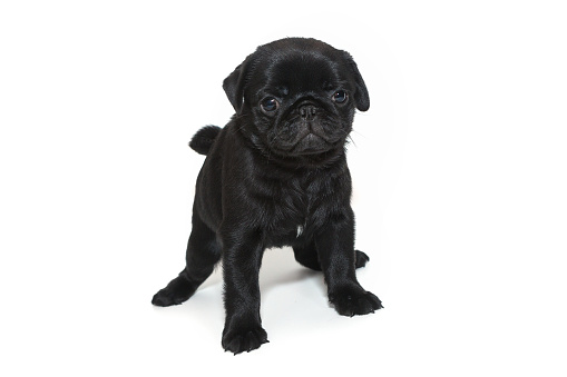 Black pug puppy, age one and a half months, it stands. Isolated on a white background