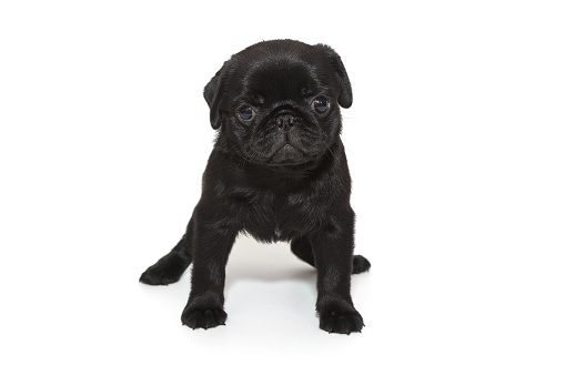 Funny puppy of a black pug, age one and a half months, he stands. Isolated on a white background