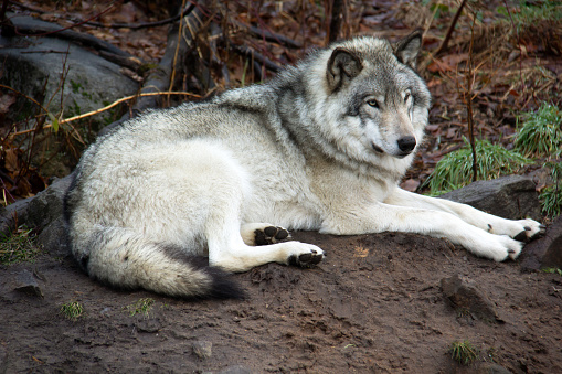 Grey wolf sleeping on a snowy rock