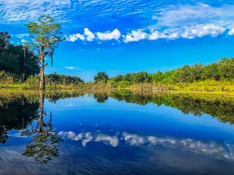 A lone cypress tree is reflected in the smooth backwater of Hamlin Lake. It is a beautiful blue sky day in Northern Florida.