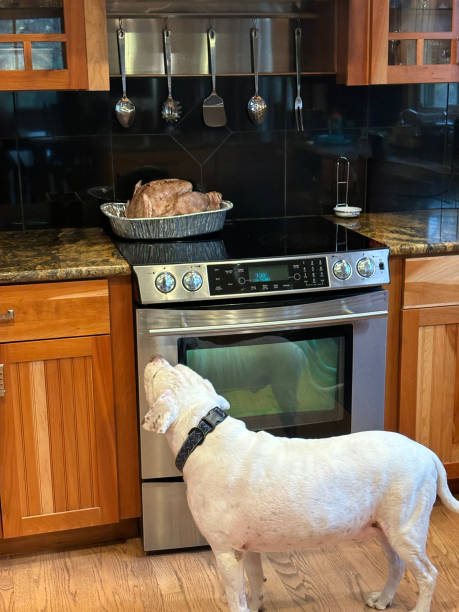 istock Dog Smells cooked turkey as it rests on stovetop 1899568754