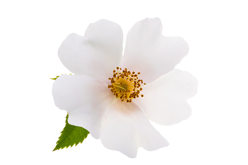 rosehip flower isolated on white background