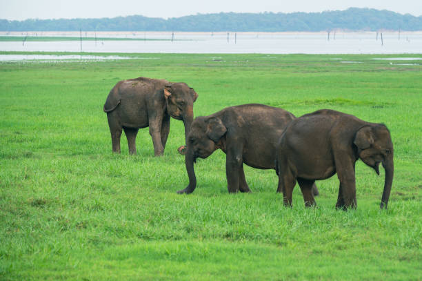 istock Asian Elephant Herd in Kaudulla National Park 1899575077