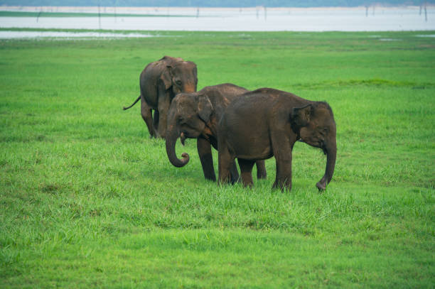 istock Asian Elephant Herd in Kaudulla National Park 1899575584