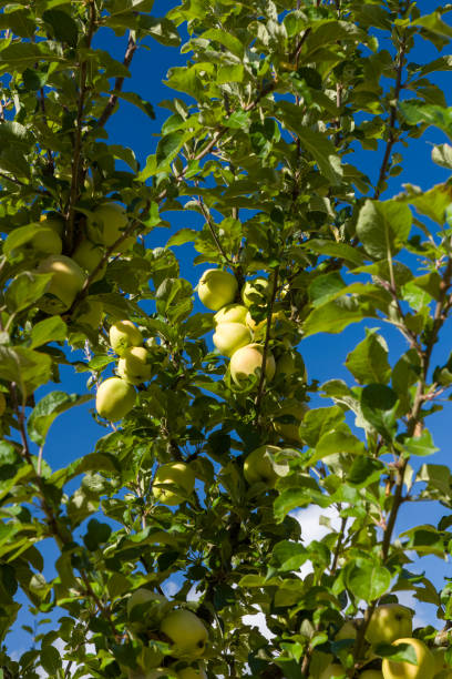 Low angle view of ripe, green fruit on an apple tree set against a bright blue sky.