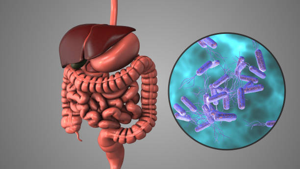 �胃のヘリコバクター・ピロリ感染 - pylori ストックフォトと画像