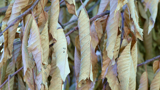 Hazelnut leaves in spring morning sun background