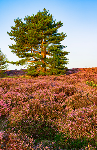 Fields of purple heather in  the dunes near Bergen and Schoorl, Netherlands.