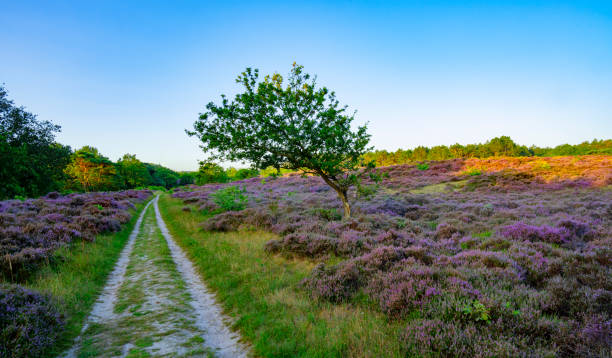 heidekraut in den dünen in der nähe von bergen, niederlande. - schoorl stock-fotos und bilder