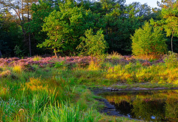 Purple heather along a small lake in  the dunes near Bergen and Schoorl, Netherlands.