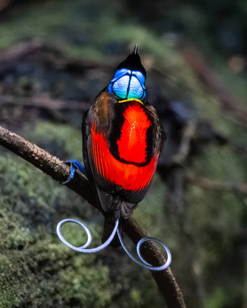 Wilson's bird-of-paradise (Diphyllodes respublica) observed in Waigeo in West Papua, Indonesia Wilson's bird-of-paradise (Diphyllodes respublica) observed in Waigeo in West Papua, Indonesia bird of paradise bird stock pictures, royalty-free photos & images