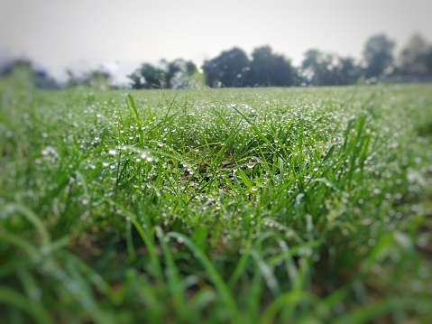 vast fields of dewy grass