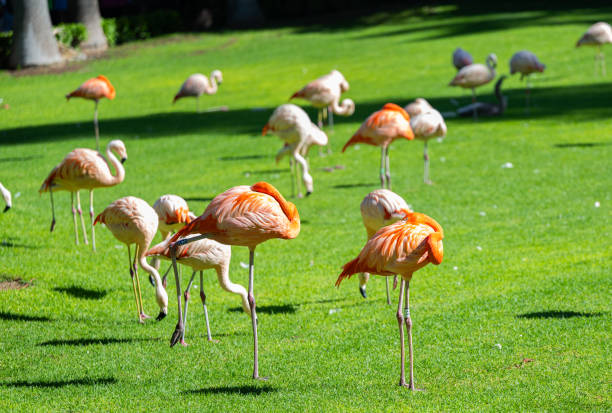 istock pink flamingo walking 1899609015