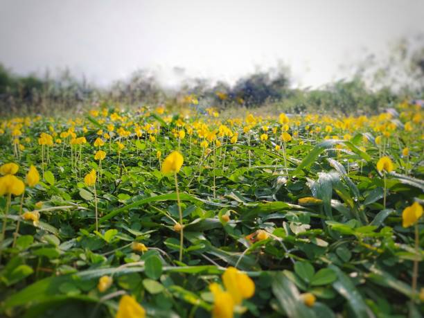 istock fields full of yellow flowers 1899610568