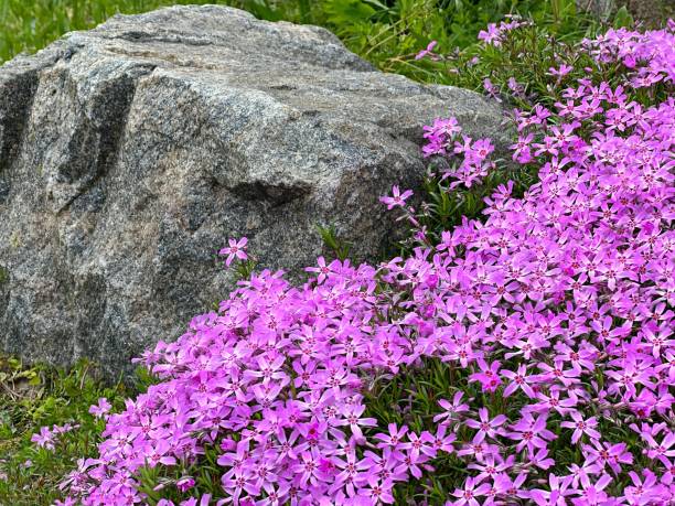 istock Pink phlox flowers in rock garden. 1899613152