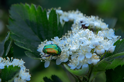 Rose Chafer Beetle (Cetonia aurata) in an English garden grazing on a hydrangea flower. Image is partially monochrome to highlight the amazing colours of the insect