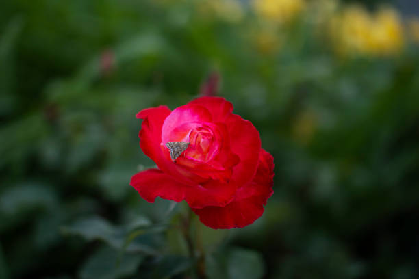 Rose in garden