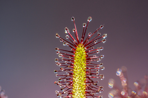 Cape Sundew, Drosera Capensis, flesh eating plant in the summer sunlight reflection the greenhouse.