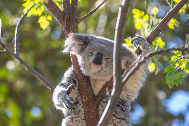 istock A sleepy koala relaxing in the treetops. Sydney, Australia. 1899639343