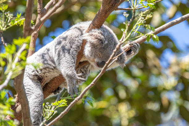 A sleepy koala relaxing in the treetops. Sydney, Australia.
