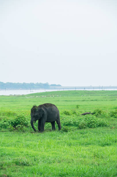 istock Single Asian Elephant in Kaudulla National Park 1899640403