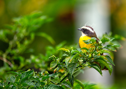 American Goldfinch