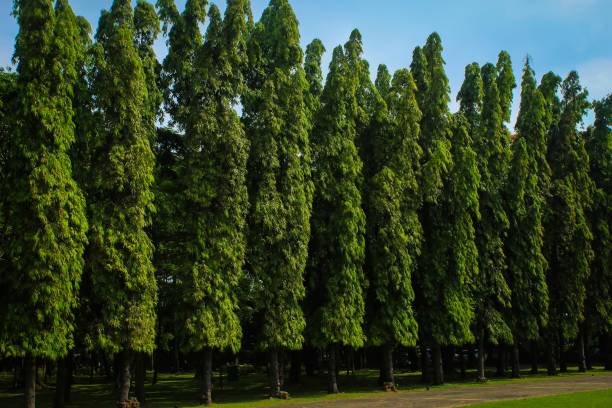 istock treed area in the park 1899650913