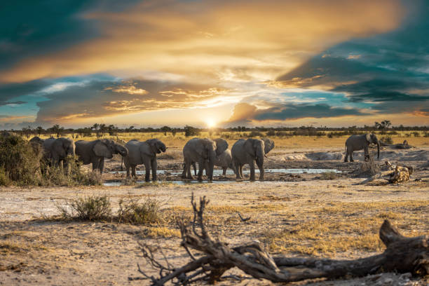 istock Elephant herd in Khutse Game Reserve, Botswana 1899669379