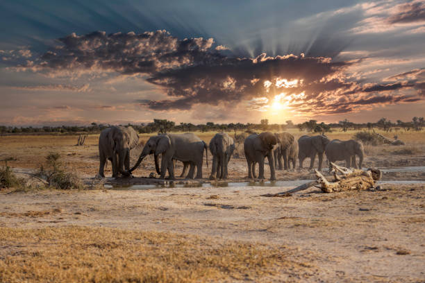 istock Elephant herd in Khutse Game Reserve, Botswana 1899670425