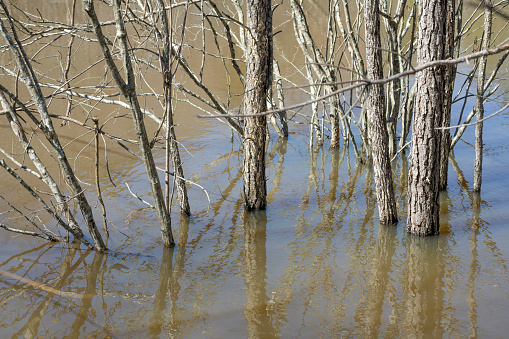 Fallen tree in the lake water. Spring landscape