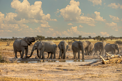 Elephant herd in Khutse Game Reserve, Botswana, bush in the dry season