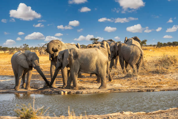 istock Elephant herd in Khutse Game Reserve, Botswana 1899673278
