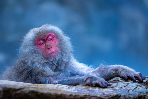 A wild 'snow monkey' walks near a hot spring in Central Honshu. 