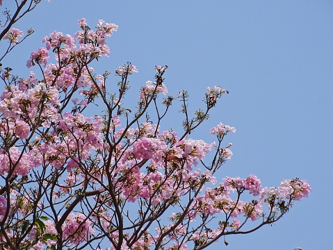 Cherry branches full of blossom against the blue sky, pastel pink petals, Sakura backgrounds and wallpapers