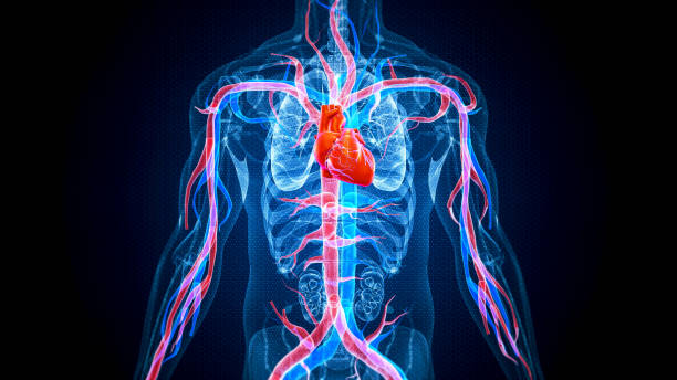 anatomia ludzkiego serca - cyrkulacja zdjęcia i obrazy z banku zdjęć