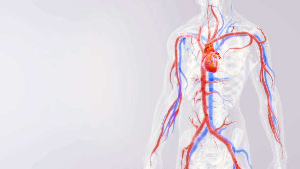 anatomia ludzkiego serca - cyrkulacja zdjęcia i obrazy z banku zdjęć