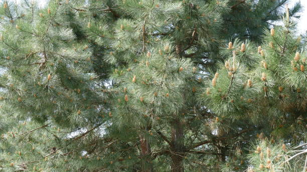 istock Branches of a pine tree with pine cones in the bush 1899743112