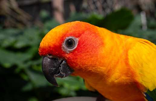 Closeup of a Sun Conure or Sun Parakeet