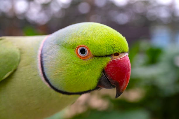 istock Curious Green Ringneck Parakeet Extreme Close-up 1899747376