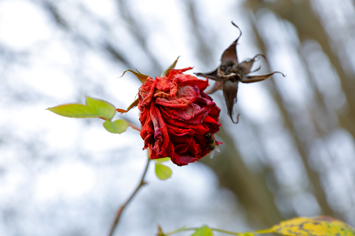 Wilted red rose in winter