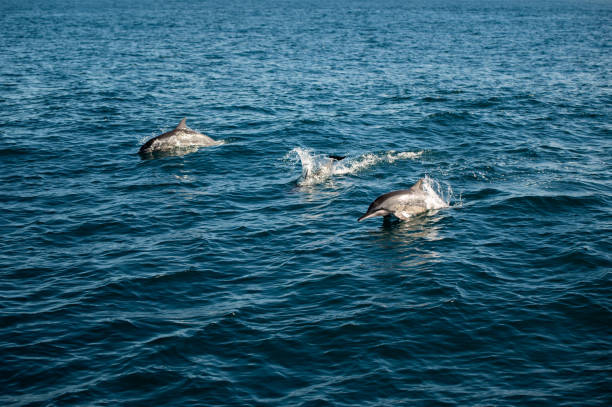 istock Swimming Dolphins in the Indian Ocean 1899771199