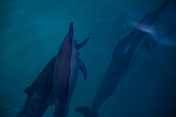 istock Swimming Dolphins in the Indian Ocean 1899771339
